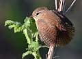 Sunbathing Wren_Julie Browne